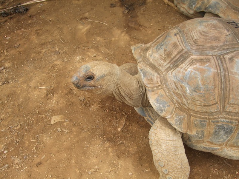 Mauritius 2010 - 0314 